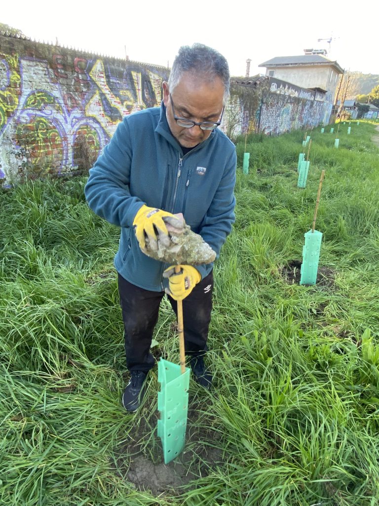 Plantación en ribera